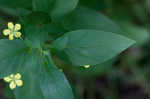 Fringed loosestrife